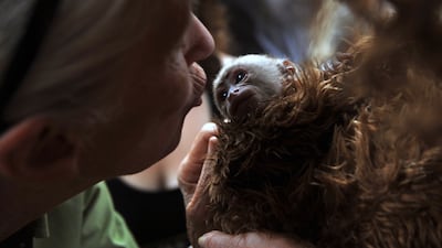 British primatologist Jane Goodall with a baby Cariblanco monkey during her visit to a primate rescue centre in Chile in 2013. AFP
