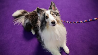 Anticipation: Callie Wolf, a collie dog, sits ahead of participating in the Masters Agility Championship. Reuters