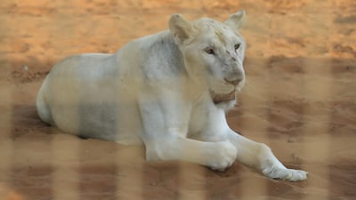 A white lioness takes a rest at the newly opened Rak Zoo. Sarah Dea / The National