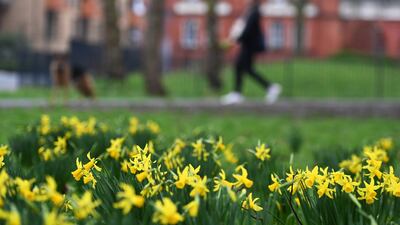 Blooming daffodils in London, on February 16, 2022. Weather experts are predicting spring could start early in the UK this year. Meteorologists are blaming global warning on the mild winter which is causing flowers to bloom early. Flowers bloom now some 25 days sooner than they used to in the mid-1980s. EPA
