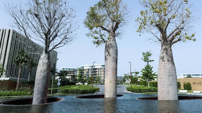 The baobabs should begin to flower in April or May. Victor Besa / The National
