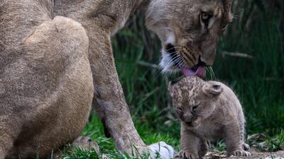 A female African lion licks her month-old cub at the Auvergne animal park in Ardes, France. AFP