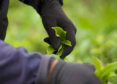Just two carefully picked leaves and a bud give Darjeeling tea its unique taste and aroma. Taniya Dutta / The National