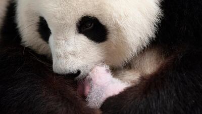 Giant panda mother Meng Meng with one of her two cubs at the Zoologischer Garten zoo in Berlin. AFP