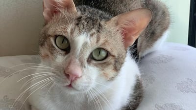 Oscar, a one-year-old Arabian Mau, had an air gun pellet removed from his chest by vets at Abu Dhabi's British Veterinary Clinic