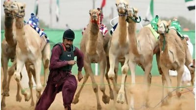 A camel wrangler helps get a race started in Ras Al Khaimah in February.