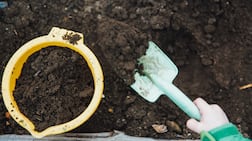 Soil benefits from additional nutrients, such as organic fertilisers and compost. Photo: Unsplash