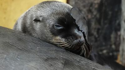 Nessie, a California sea lion pup recently born at Blair Drummond Safari and Adventure Park, near Stirling. PA