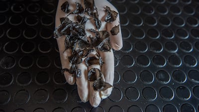 Mr Yaghmour shows plastic extracted from a turtle's stomach