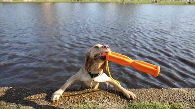 A dog cools off in the water at Clapham Common, London. Weather forecasters say Wednesday could be close to the highest recorded March temperature.