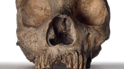 Neanderthal skull, Homo neanderthalensis. The seven-million-year story of human evolution unfolds at the Natural History Museum in London. NHM, London