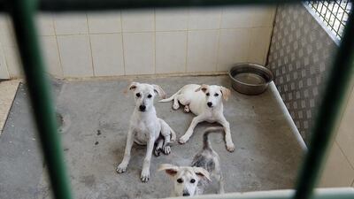 As with many animal welfare centres in the UAE, K9 Friends dogs’ home in Dubai rescues abandoned dogs and finds new homes for them. Satish Kumar / The National