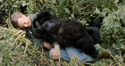 A Gorilla Story revisits David Attenborough's first encounter with Pablo in the 1970s. photo: Netflix