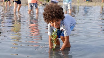 A young boy plants a mangrove tree at Jebel Ali Marine Sanctuary. Much has been done over the years to reinvigorate the site. Courtesy Dubai Municipality