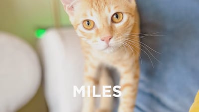 Miles, 6 months, male. He's the perfect snuggle buddy and loves to be showered with attention. He's fine when left on his own during the day and enjoys the occasional playtime. Low maintenance and super cute, what more could you ask for in a kitty? Only-cat household, no children