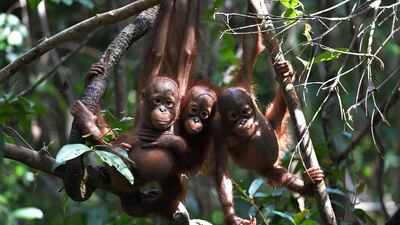 Two of the school’s newest pupils are Vijay and Moli who were found without their mothers near burnt land. They are the victims of fire, an annual scourge that has escalated into a major threat to the future of the species.