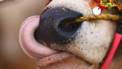 A sacrificial cow is put on sale at a local cattle market ahead of the Muslim festival of Eid Al Adha in Karachi, Pakistan. EPA