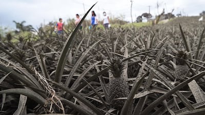 Residents affected by the eruption of Taal volcano walk past pineapples covered in mud in Tagaytay City, Philippines' Cavite province. AFP