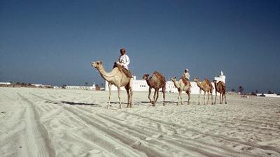 Camels pass through the sands of Abu Dhabi near Qasr al Hosn, circa 1960. Professor John Wilkinson/ TCA Abu Dhabi