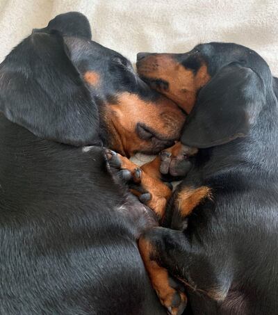 Sarah Brooks has two rescue dachshunds named Melong and Minnie.