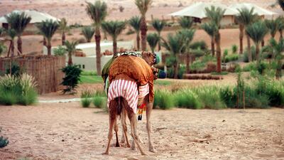 Two camels stand guard outside Dubai's exclusive Al Maha Desert Resort in February 2000. AFP