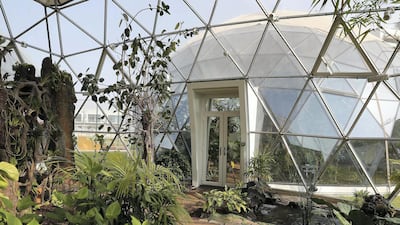 DUBAI, UNITED ARAB EMIRATES , Nov 10 – 2019 :- Different type of plants inside the bio dome at the Arbor School in Al Furjan in Dubai. ( Pawan Singh / The National ) For Weekend. Story by Katy Gillett