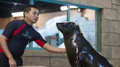 Confusingly, the Fur Seals are in fact sea lions: the difference is that their ears are visible and their rear flippers enable them to walk more easily on land.