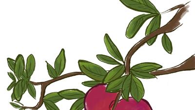 A pomegranate tree loves full sun and can grow to 6m high. Courtesy My Arabian Almanakh