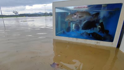 Asubmerged street in the aftermath of Typhoon Maysak in Gangneung, South Korea. Reuters