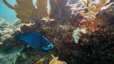 A parrotfish on a coral reef in Key West, Florida. Shallow waters off south Florida topped 37.8°C for several hours on July 24. AFP