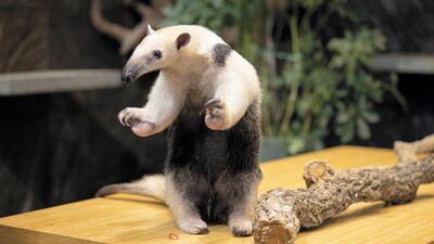The Green Planet has welcomed the UAE's first tamandua anteater. Courtesy The Green Planet