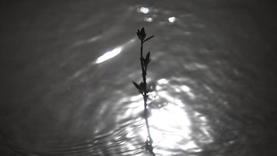 NYU Abu Dhabi marine biologist John Burt says mangroves were incredibly important from the carbon angle. Lee Hoagland / The National