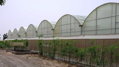 One of the greenhouses at the farm.