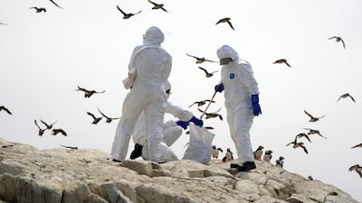 National Trust rangers work to clear birds from Farne Island, off the coast of Northumberland. Getty