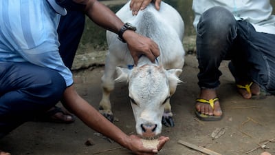 People feed Rani, whose owners have applied to Guinness World Records, at a cattle farm in Charigram.