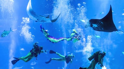 Divers perform an underwater dragon dance performance at the S. E. A. Aquarium at Resorts World Sentosa in Singapore on January 25, 2024, ahead of the Lunar New Year. (Photo by Roslan RAHMAN / AFP)