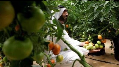 Yafour Al Hameli shows some of the tomatoes he is growing on his farm using his new hydroponics system.