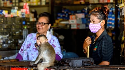 The ancient Thai city is overrun by monkeys super-charged on junk food, whose population is growing out of control. AFP