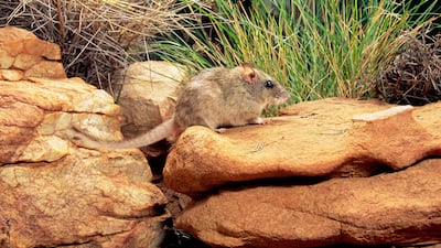 Antina or Central rock-rat, Zyzomys pedunculatus. Getty Images