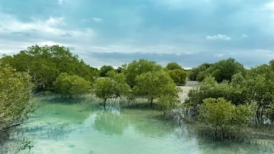 Abu Dhabi's mangroves. The UAE’s hosting of the IUCN congress is a testament to its role as a key player in global environmental issues. Photo: Abu Dhabi Media Office