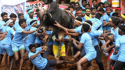 Participants try to control a bull. AFP