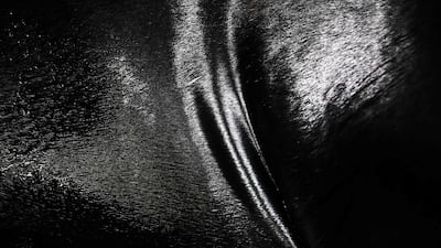 A close-up of the fur of a sea lion.