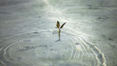 Carbon can be stored in marine environments such as mangrove forests. Lee Hoagland / The National