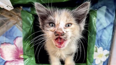 Azemmour is home to a rising population of stray cats that need help. Courtesy Anne Heslop