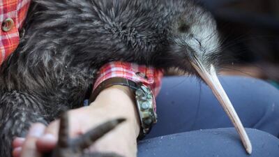 The kiwi is a small, flightless bird native to New Zealand. Paora, similar to the bird seen here, was part of a paid 'encounter' at a Florida zoo. AFP
