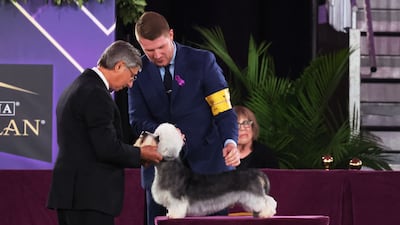 A Dandie Dinmont terrier is looked over by a judge. AFP