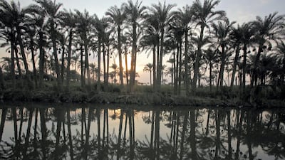 Palm trees are reflected on a lake in an agricultural area in el-Hawamdiya, a suburb of Giza near Cairo. Reuters