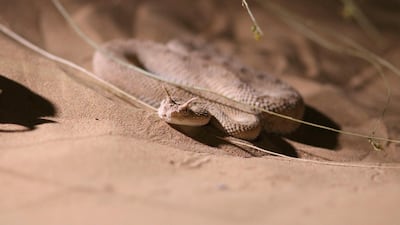 Despite his vast experience, director David Johnson seems in awe of some of the creatures he encountered on the documentary's three shoots over a year, timed to catch the full changing of Dubai's seasons: "The horned viper is such a fantastic animal to look at," he says. "It's like something out of Harry Potter, a really incredible creature." Discovery