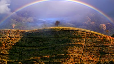 Dani Agus Purnomo took this photo of a rainbow among tea fields in Tangerang Selatang, Indonesia.