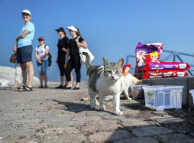 A cat pictured during the clean up at Lulu Island. Victor Besa / The National